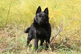 SCHIPPERKE 415